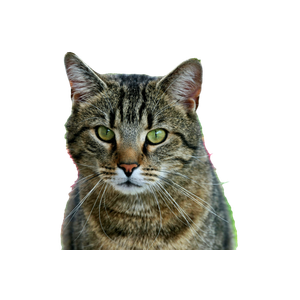 Related cat image: A Detailed Close Up Portrait Of A Tabby Cat With A Blurred Floral Background. 17005